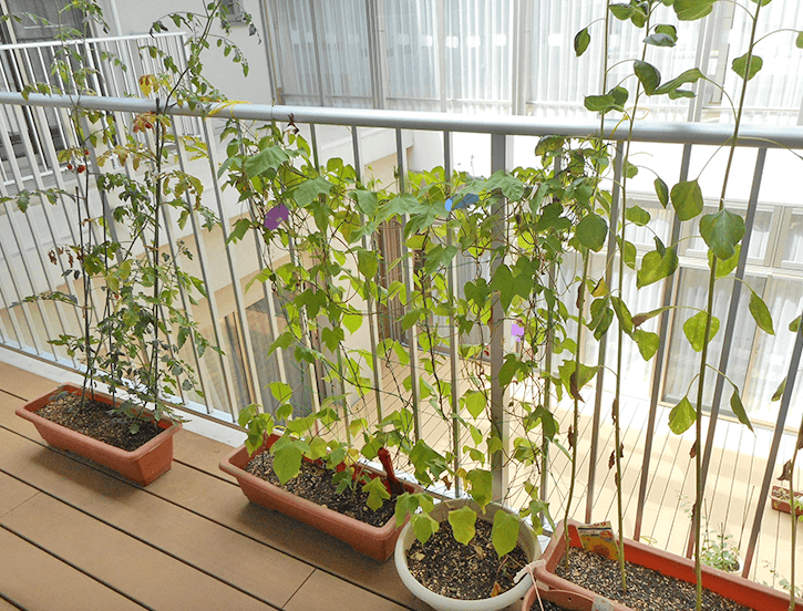 ベランダで季節の植物栽培｜福寿草小荷駄町